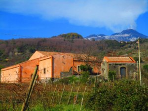 Mulsum - Azienda Agricola Volzone