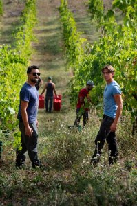 Vigneti Vallorani