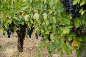 Vigneti Vallorani